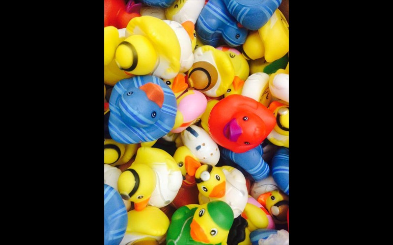 Enten, Enten, nichst als Enten!